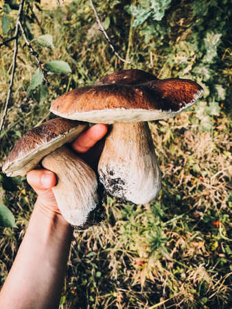 Hand holding beautiful mushrooms boletus on background of sunny autumn woodland. Boletus edulis. Person picking porcini mushrooms in fall woods. Gathering tasty delicious edible fungiの写真素材