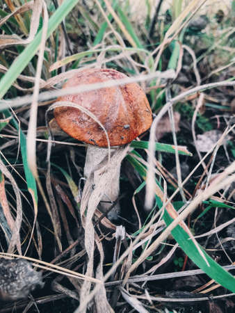 Beautiful edible mushroom with orange cap in autumn grass in sunny woodland. Leccinum aurantiacum. Leccinum  mushroom growing in fall woods.の写真素材