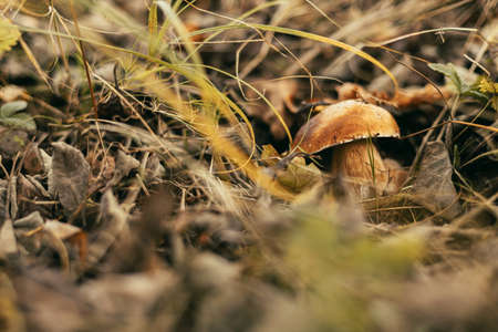 Beautiful edible mushroom boletus with brown cap in autumn woodland, soft focus. Boletus edulis....
