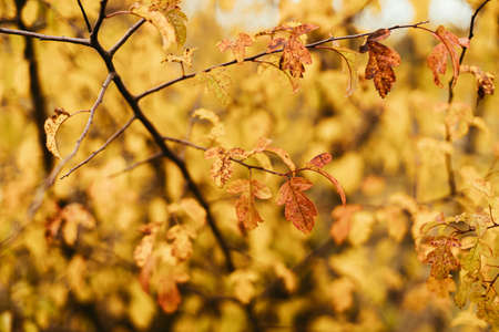 Beautiful yellow leaves in autumn park on shrub, close up. Soft focus. Orange and red leaves on bushes in fall garden or meadow. Space for textの写真素材