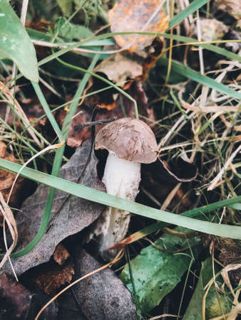 Beautiful edible mushroom with brown cap in grass in sunny woodland. Brown Birch Bolete. Leccinum scabrum mushroom growing in woodsの写真素材