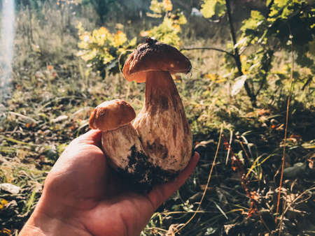 Hand holding beautiful mushrooms boletus on background of sunny autumn woodland. Boletus edulis....