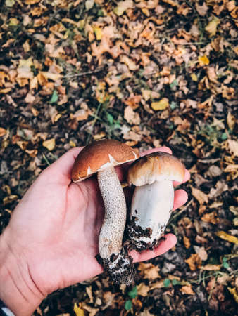 Hand holding beautiful edible mushrooms with brown cap on background of autumn woods. Person picking Brown Birch Bolete and Boletus Edulis mushrooms. Gathering mushroomsの写真素材