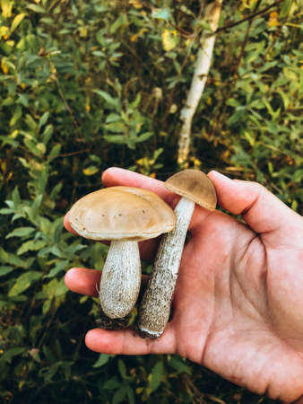 Hand holding beautiful edible mushrooms with brown cap on background of autumn woods. Person picking...