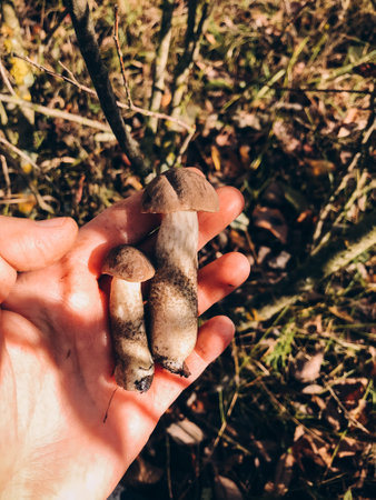 Hand holding beautiful edible mushrooms with brown cap on background of autumn leaves in woods. Person picking Brown Birch Bolete mushrooms. Leccinum scabrum. Gathering mushroomsの写真素材