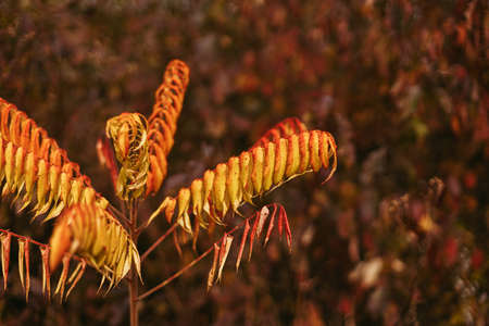 Beautiful yellow and orange leaves on staghorn sumac tree in sunny park. Yellow and red fall leaves,...