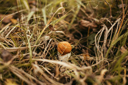 Beautiful edible mushroom with orange cap in autumn grass in sunny woodland. Leccinum aurantiacum....