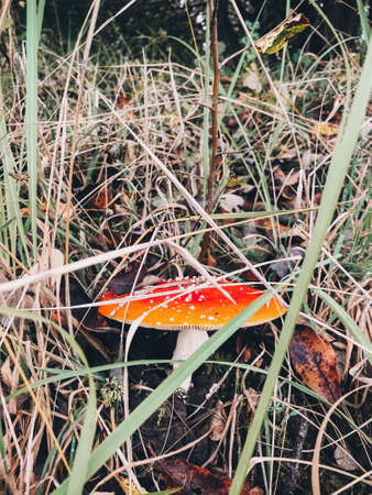 Beautiful toadstool poison mushroom with red cap growing in autumn woods, close up. Fly agaric. Amanita muscaria toxic mushroom in fall woodland. Hallucinogenの写真素材