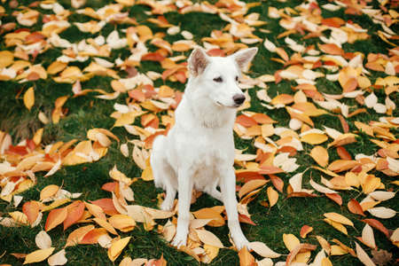 Beautiful cute dog sitting among colorful fall leaves in park. Adorable white swiss shepherd puppy posing on background of autumn leaves. Copy spaceの写真素材
