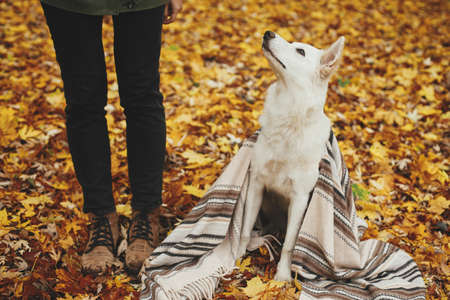 Beautiful cute dog under cozy blanket sitting at woman legs on background of fall leaves in autumn woods. Adorable white swiss shepherd puppy looking at owner. Cozy autumn days togetherの写真素材