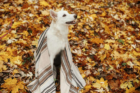 Beautiful cute dog sitting under cozy blanket among fall leaves in autumn woods. Adorable white...