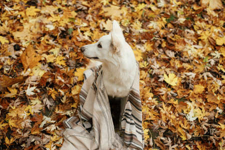 Beautiful cute dog sitting under cozy blanket among fall leaves in autumn woods. Adorable white swiss shepherd puppy covered with plaid relaxing on background of autumn leaves. Copy spaceの写真素材