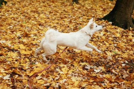 Beautiful cute dog running among fall leaves in autumn woods. Adorable white swiss shepherd puppy...