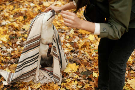 Beautiful cute dog sitting under cozy blanket and looking at woman on background of fall leaves in autumn woods. Adorable white swiss shepherd puppy playing with owner. Cozy autumn daysの写真素材