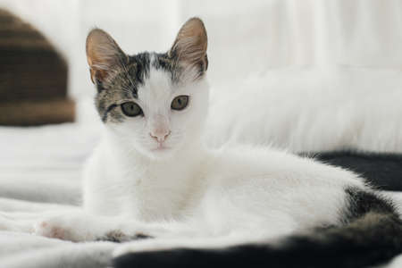 Portrait of amazing gray and white kitty with unusual look relaxing on stylish bed. Adorable kitten...