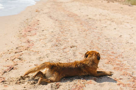 Cute dog lying and relaxing on sandy beach. Summer vacation with pet. Adorable wet golden dog resting after swimming in sea in hot day. Enjoying summer holiday with furry friend on tropical islandの写真素材