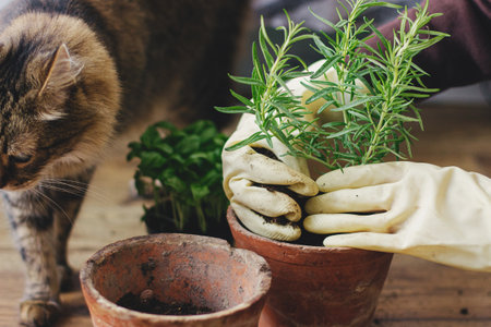 Woman hands in gloves potting rosemary plant in new pot and cute tabby cat helping in room. Repotting and cultivating aromatic herbs at home. Pets and plantsの写真素材