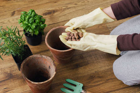 Woman's hands in gloves holding drainage on background of empty pots and fresh green basil and...