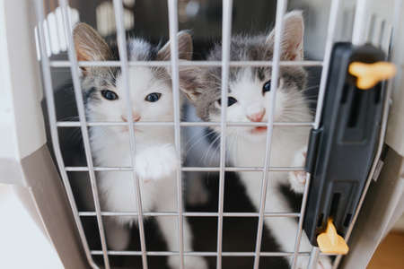 Cute little kittens crying in carrier box. Portrait of two adorable sad kitties closed in cat...