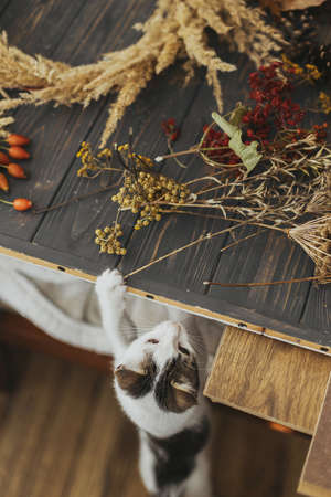 Cute little curious kitten playing with dry herbs while owner making stylish boho autumn wreath with...