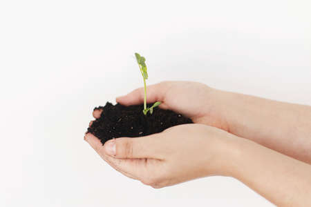 Hands holding ground with green fresh sprout on white background. Earth day concept. Save planet. Gardening and growing plants.  Dirty female hands with peas sproutの写真素材