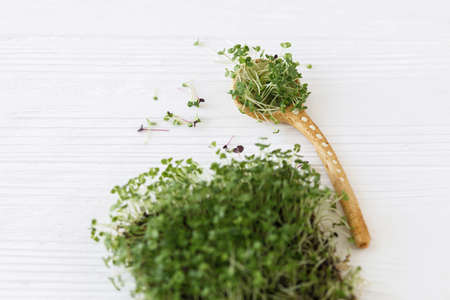 Growing microgreens at home. Fresh basil sprouts on linen mat and spoon with fresh cut sprouts on white wood. Basil sprouter, micro green. Copy spaceの写真素材