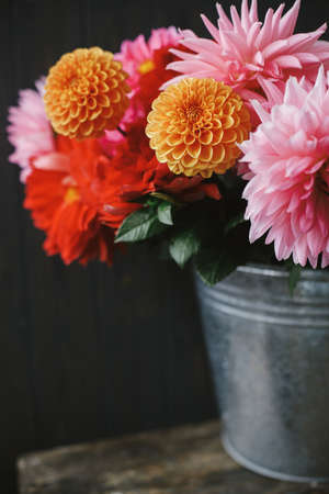 Beautiful pink and red dahlias and asters flowers in metal bucket on rustic wooden background....