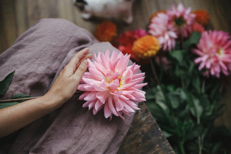 Woman in linen dress sitting on wooden rustic bench and holding pink dahlia flower, view above. Rural slow life aesthetic. Autumn season in countryside. Florist arranging autumn flowers bouquetの写真素材