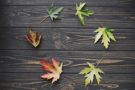 Changing seasons and time concept. Maple leaves in circle from green to yellow and red colors on...