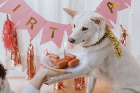 Cute dog looking at birthday cake of sausages with candle on background of pink garland and...