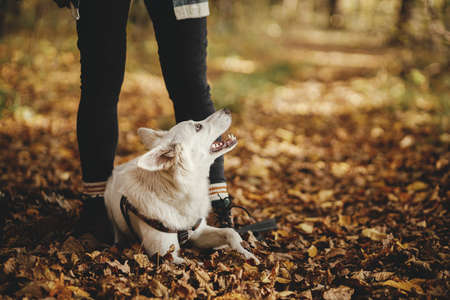 Cute dog sitting at owner legs in autumn woods. Traveling with pet, loyal companion. Stylish young hipster woman in boots hiking with sweet white swiss shepherd dog in fall forest. Wanderlustの写真素材