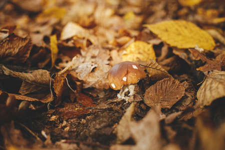 Beautiful mushroom boletus with brown cap in autumn leaves in sunny autumn woods. Boletus edulis. Edible Porcini mushroom growing in fall woods. Tasty delicious fungi. Copy spaceの写真素材