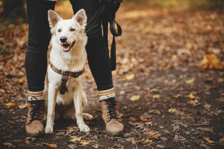 Cute dog sitting at owner legs in autumn woods. Traveling with pet, loyal companion. Adorable white swiss shepherd dog hiking with young woman hipster in fall forest. Travel and Wanderlustの写真素材
