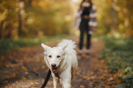 Cute dog walking on background of stylish woman traveler owner in sunny autumn woods. Traveling with...