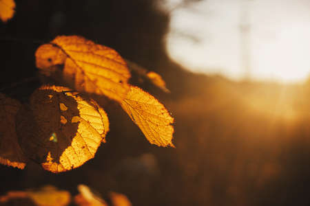 Beautiful autumn leaves in evening sun light. Autumnal background. Beautiful autumn tree branches with yellow leaves in sunset rays in autumn woods. Space for textの写真素材