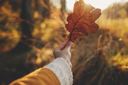 Woman in cozy sweater holding beautiful oak brown leaf in sunset rays in autumn woods. Beautiful autumn leaf in woman hand in evening sunlight. Autumnal background. Space for textの写真素材