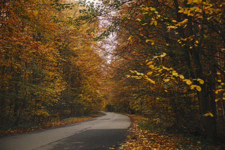 Beautiful autumn road in autumn woods. Autumnal background. Country road with old asphalt among...