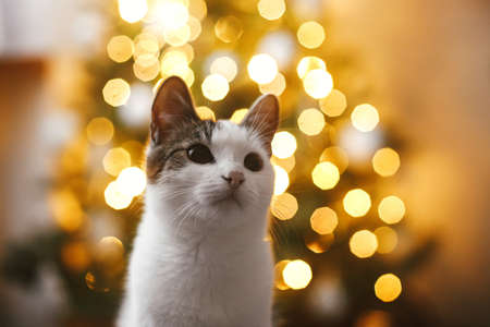 Adorable cat portrait on background of christmas tree lights golden bokeh. Magic winter time. Cute kitten in modern festive evening room. Space for text. Merry christmas! Pet and winter holidaysの写真素材
