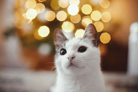 Adorable cat portrait on background of christmas tree lights golden bokeh. Cute kitten in modern festive evening room. Space for text. Merry christmas! Pet and winter holidays. Animal calendarの写真素材