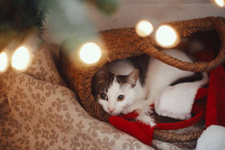 Merry christmas! Adorable cat sleeping in straw basket with santa hat under christmas tree lights. Cute kitten relaxing in modern decorated festive room. Pet and winter holidays. Animal calendarの写真素材