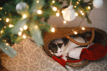 Adorable cat sleeping in straw basket with santa hat under christmas tree lights. Cute kitten relaxing in modern decorated festive room. Merry christmas! Pet and winter holidays. Animal calendarの写真素材
