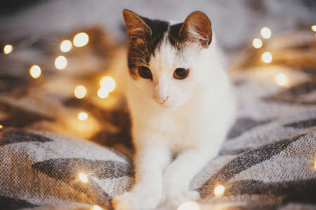 Merry christmas! Adorable cat lying on cozy bed on background of christmas golden lights bokeh. Cute kitten relaxing in modern festive evening room. Pet and winter holidays. Animal calendarの写真素材