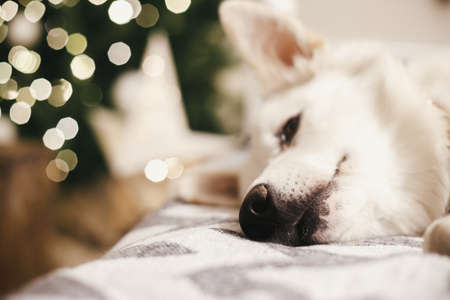 Adorable white dog lying on cozy bed on background of christmas tree lights, nose closeup. Cozy...