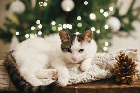 Adorable cat sleeping on cozy knitted sweater with pine cone on background of christmas tree lights. Cute kitten relaxing in festive decorated scandinavian room. Pet and winter holidaysの写真素材