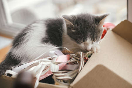Cute kitten sleeping in cardboard box on many colorful threads. Adorable white and grey cat napping in box at big window. Adoption conceptの写真素材