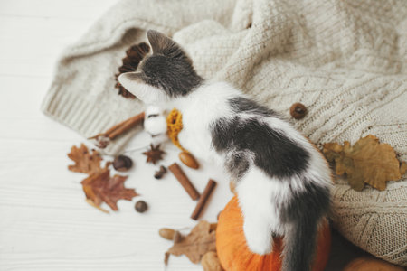 Cute kitten playing with autumn leaves on background of pumpkin, cozy sweaters and nuts on white wood in stylish room. Pet and autumn season, cozy slow living. Happy Thanksgivingの写真素材