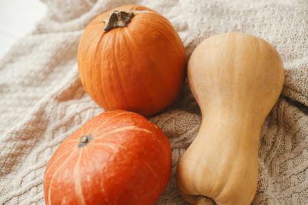 Pumpkins on cozy knitted sweaters. Hello autumn. Happy Thanksgiving, Cozy autumn season. Orange and...