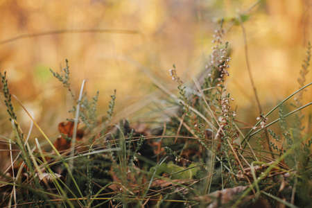Beautiful wild heather blooming on background of old stump in autumn woods, close up. Autumnal background. Beautiful calluna vulgaris in sunny autumn mountains. Space for textの写真素材