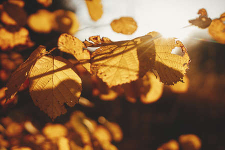 Beautiful autumn leaves in evening sun light. Autumnal background. Beautiful autumn tree branches...