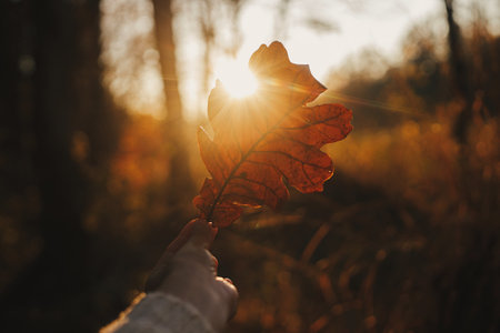 Woman in cozy sweater holding beautiful oak brown leaf in sunset rays in autumn woods. Beautiful autumn leaf in woman hand in evening sunlight. Autumnal background. Space for textの写真素材